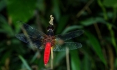 海南首次发现红腹异蜻 红腹异蜻是什么物种