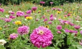 2019年九月四川赏花好去处推荐