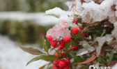甘肃舟曲再迎降雪 雪中植物俏