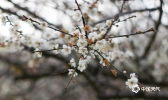 福建上杭：多彩上杭 印象梅花