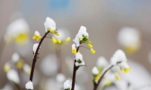 倒春寒一般出现在几月份？倒春寒天气要注意什么？
