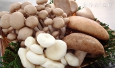 秋季燥热干咳吃什么