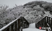 重庆金佛山迎来今年首场大雪 积雪深达7厘米