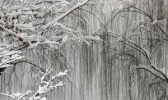 “暴雪橙色预警信号”的意思 你一定要懂得