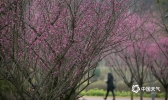 春节临近 贵州毕节梅花开