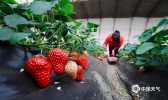 草莓熟了！天气助力提前供应春节市场
