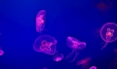 庐山枧洼水库桃花水母是怎么回事 桃花水母有毒吗