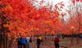 上海哪里可以赏红枫叶