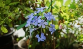 黄桃龟苓膏的做法