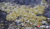 重庆金佛山变身透明世界 雨凇美如水晶