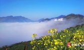 安徽歙县油菜花陆续开放 十万亩花海月底呈现