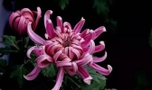 2019白鹿原影视城菊花展攻略