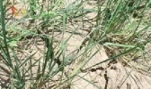 这是一份关于“夏旱”的简历