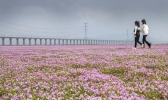 九江鄱阳湖花海攻略