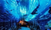 2019厦门海底世界游玩攻略表演时间+门票优惠+游玩项目