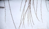 大年初五雪落威海  染白了路面