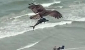 巨大老鹰从海中抓起一头鲨鱼是怎么回事 网友：这也太秀了吧