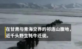 祁连山千头野牦牛踏雪迁徙 千头野牛群极为罕见