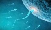 精子在女性体内存活时间 精子着床有什么反应