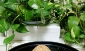 芝麻团子（非油炸）的做法