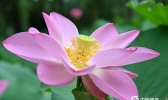 万绿丛中荷花优美 粉花嫩蕊装点夏日风情