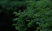 春季阴雨天如何养生保健 六大生活起居事项要注意