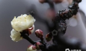 南方阴雨湿冷难耐 东北华北晴暖加码霾难消