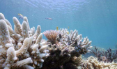 大堡礁再次大规模白化！海温上升致大堡礁5年白化3次