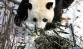 青海西宁迎降雪 大熊猫雪中萌趣味十足