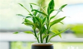 客厅适合摆放什么植物？6种客厅招财的植物