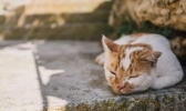 太原一男子当街虐猫具体怎么回事？太原一男子当街虐猫最后结果怎么样？