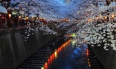东京哪里樱花最好看 东京看樱花的地方