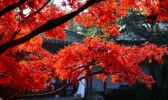 天津吃螃蟹去哪+天气预报