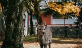 奈良公园有多少鹿 奈良公园的鹿几点回家