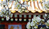 故宫承乾宫梨花盛开 顺治帝董鄂妃曾在此居住