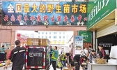 云南迎来野生菌旺季 价格走低