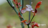 贵州黎平：进入“雨水”节气 侗乡春意萌动