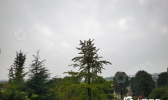 湖南明起雨水渐止最高气温小幅回升 22日湘西等地有晨雾
