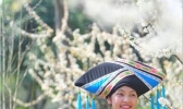 广西百色半岛公园梨花盛开引客来