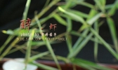 醉虾的做法