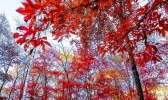 长春红叶谷最佳参观时间+交通信息