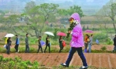 今年广州清明节下雨吗