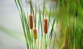 河南商丘夏邑知名特产有哪些 夏邑特产推荐
