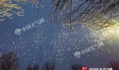 新疆伊犁塔城等局地暴雪或破极值 乌鲁木齐有中到大雪