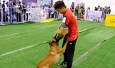 2019亚洲宠物展反恐特战犬时间+地点+活动看点