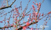 贵州大方寒梅芬芳引客来