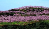 平谷桃花海在哪 平谷桃花海观景最佳时间