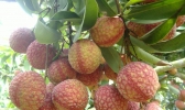 关于“夏季”的详细介绍