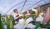 河北唐山：鲜切花采摘上市 妆点春节花卉市场