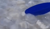乌克兰巨大水母群覆盖海面是怎么回事 巨型水母有多大